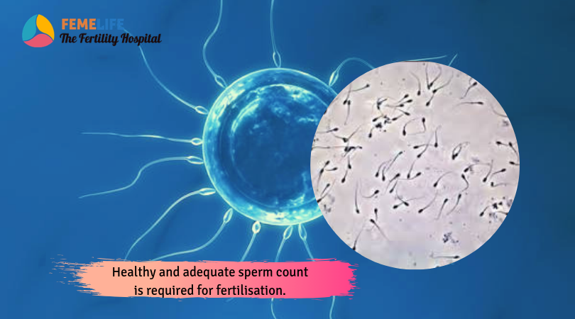 Implantation of Embryo