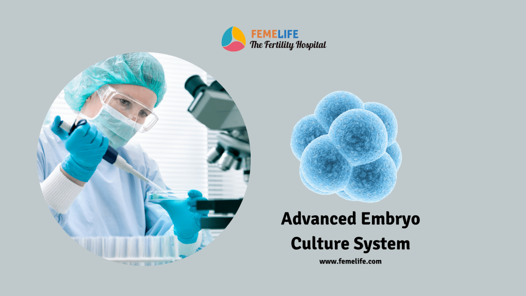 embryo culture