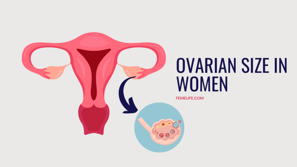 Ovarian Size in Women